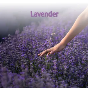Materac Lussa Materasso – grafika Lavender z lawendą