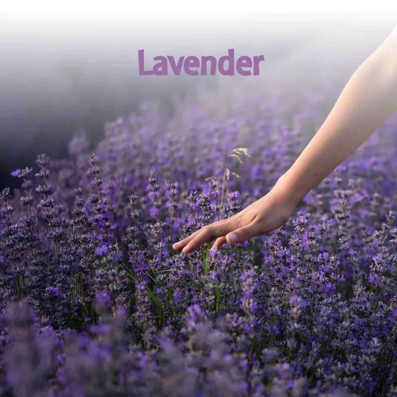 Materac Lussa Materasso – grafika Lavender z lawendą